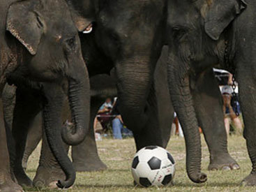 Осьминога-предсказателя Пауля может заменить футбольный оракул-слон